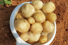 103564343_150198376587728_7922137514810299613_n