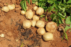 103692970_150198313254401_289636998331561176_n