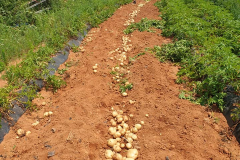 103775279_150198486587717_1256342980373334823_n